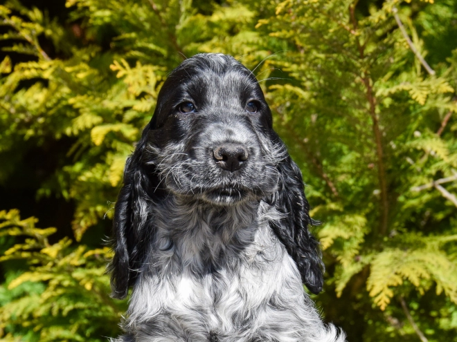 English Cocker Spaniel puppy for sale