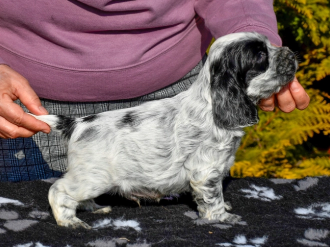 English Cocker Spaniel puppy for sale