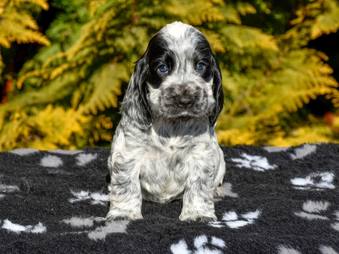 English Cocker Spaniel puppy for sale