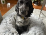 Mindful - Englischer Cocker Spaniel, EuroPuppy review from Kanada