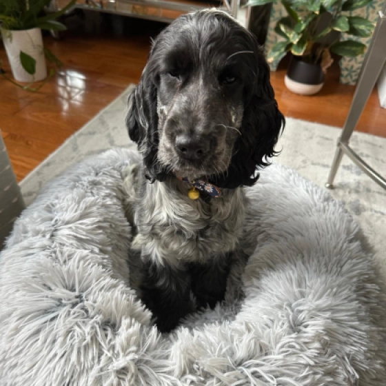 Alfie - Englischer Cocker Spaniel, EuroPuppy review from Kanada