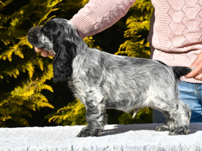 English Cocker Spaniel puppy for sale