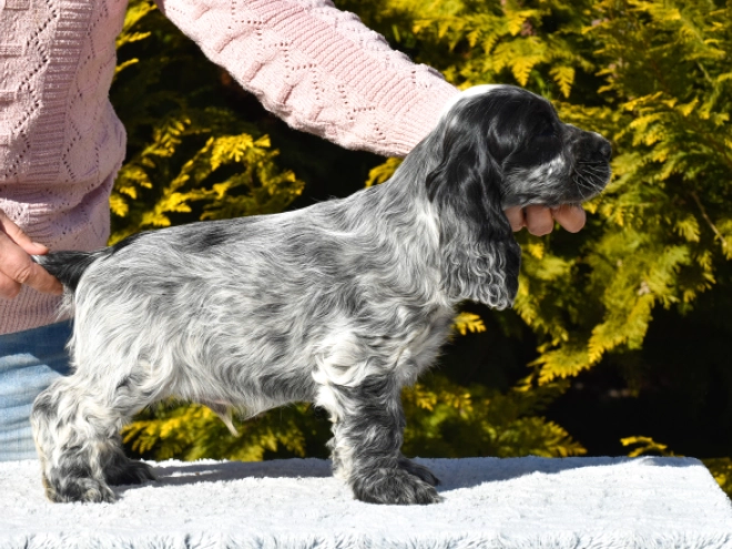 English Cocker Spaniel puppy for sale