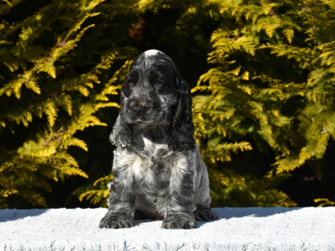 English Cocker Spaniel puppy for sale