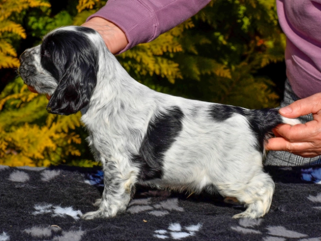 Englischer Cocker Spaniel Welpe zu verkaufen