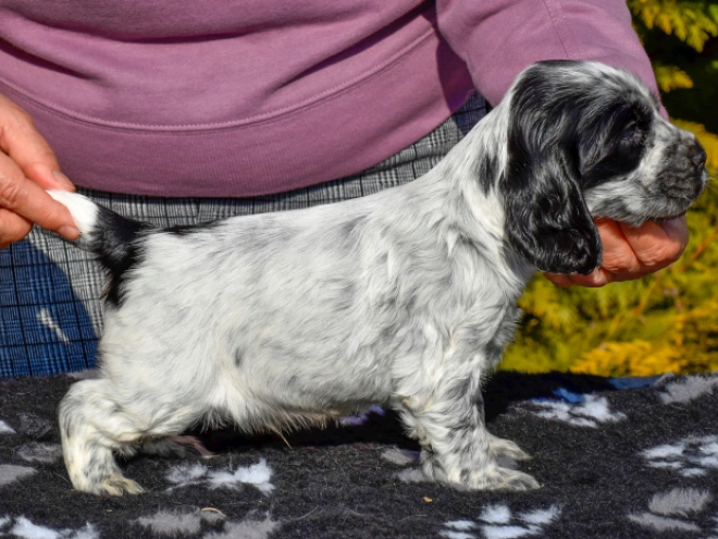 Englischer Cocker Spaniel Welpe zu verkaufen