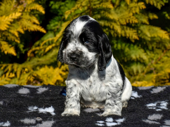 Englischer Cocker Spaniel Welpe zu verkaufen