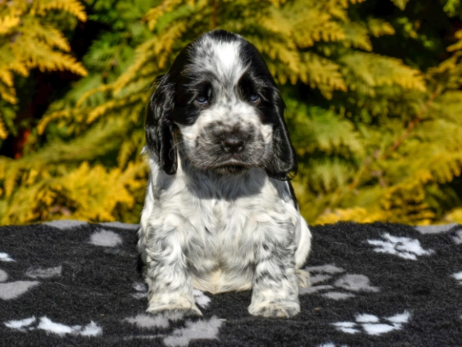Englischer Cocker Spaniel Welpe zu verkaufen