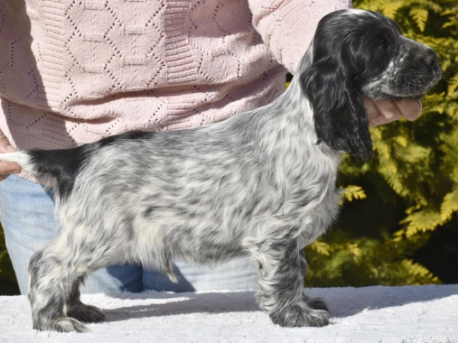 Englischer Cocker Spaniel Welpe zu verkaufen