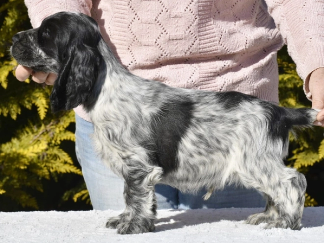 Englischer Cocker Spaniel Welpe zu verkaufen