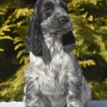 English Cocker Spaniel puppy for sale