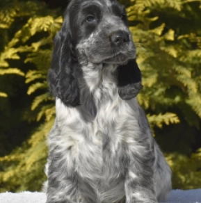 Perros Cocker Spaniel Inglés en venta