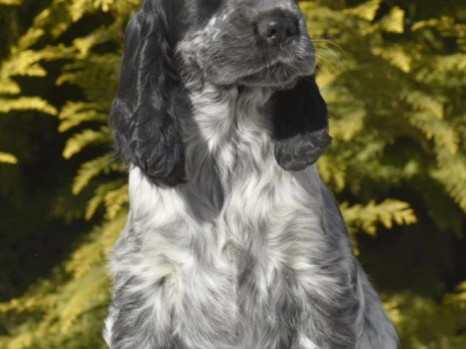 Englischer Cocker Spaniel Welpe zu verkaufen
