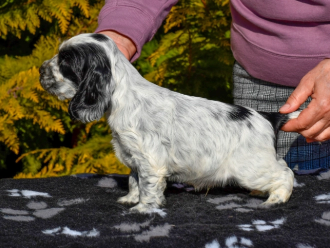 English Cocker Spaniel puppy for sale