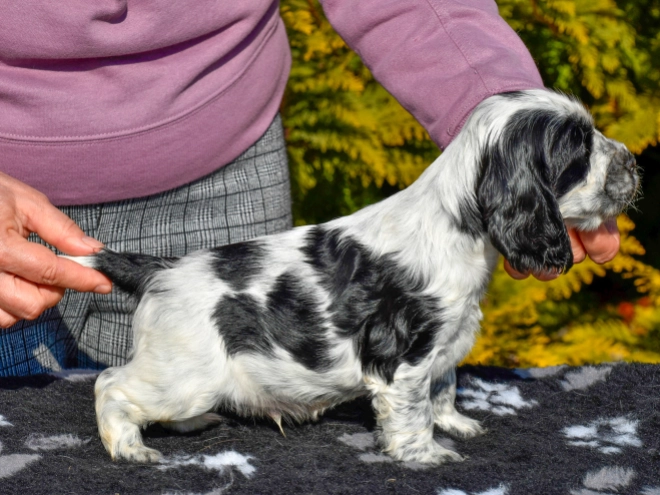 English Cocker Spaniel puppy for sale