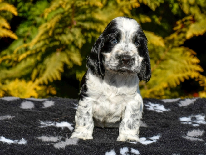 English Cocker Spaniel puppy for sale