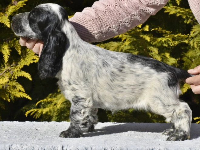 Englischer Cocker Spaniel Welpe zu verkaufen