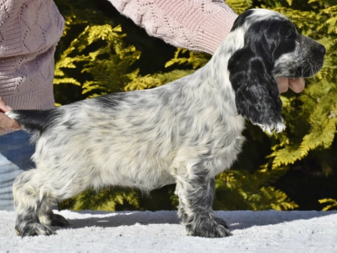 Englischer Cocker Spaniel Welpe zu verkaufen