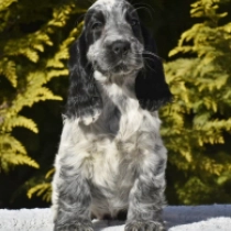 English Cocker Spaniel puppy for sale