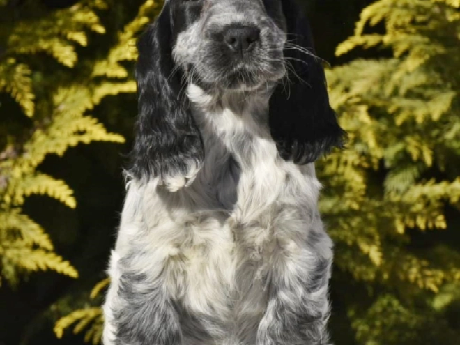 Englischer Cocker Spaniel Welpe zu verkaufen