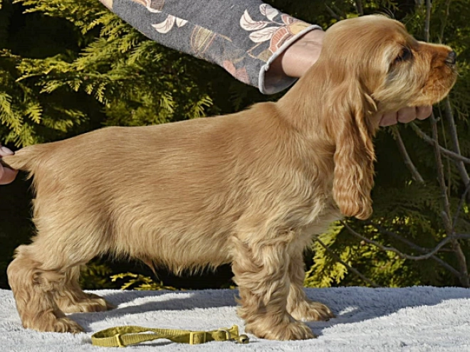 English Cocker Spaniel puppy for sale