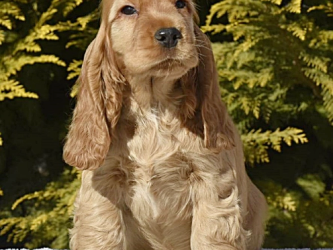 English Cocker Spaniel puppy for sale