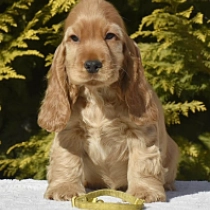 English Cocker Spaniel puppy for sale