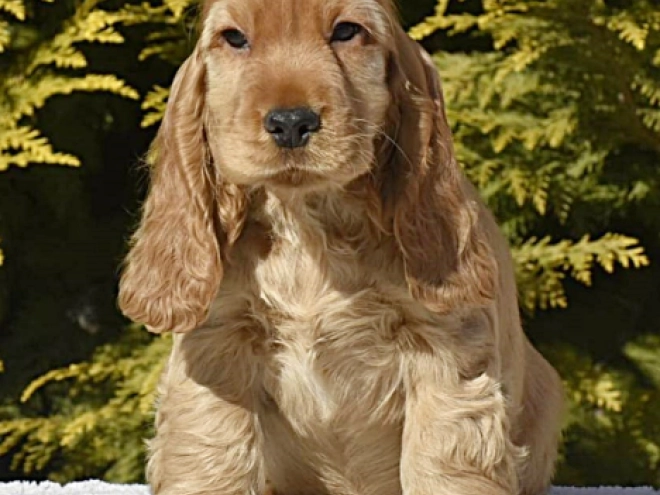 English Cocker Spaniel puppy for sale