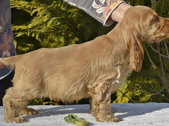 English Cocker Spaniel puppy for sale