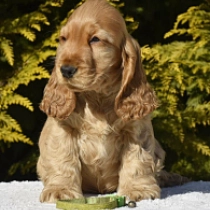 English Cocker Spaniel puppy for sale