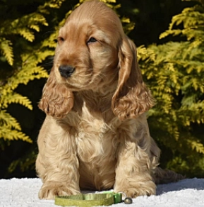Perros Cocker Spaniel Inglés en venta