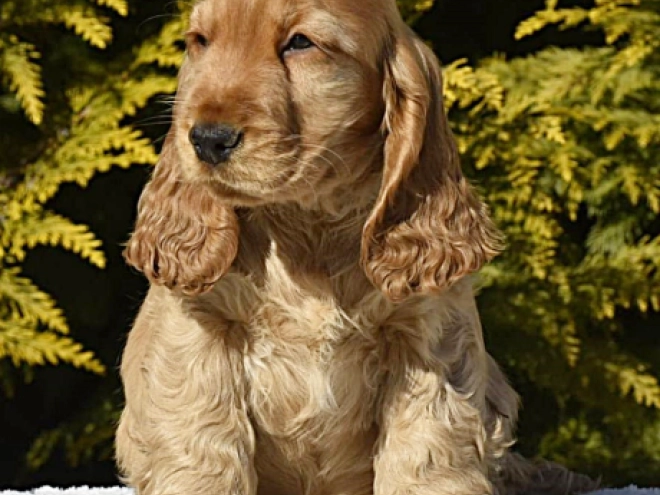 English Cocker Spaniel puppy for sale