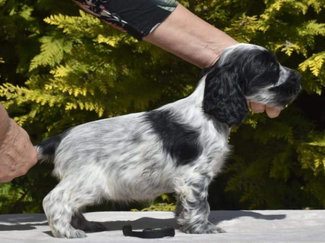 English Cocker Spaniel puppy for sale