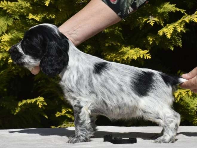 English Cocker Spaniel puppy for sale