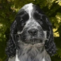 Perros Cocker Spaniel Inglés en venta