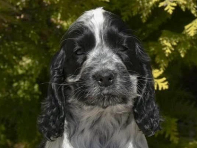 English Cocker Spaniel puppy for sale