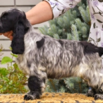 Odett, blue roan English Cocker Spaniel for sale