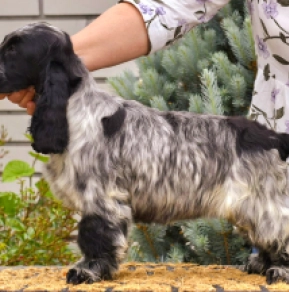 Perros Cocker Spaniel Inglés en venta