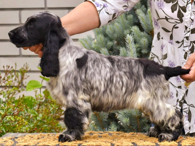 English Cocker Spaniel puppy for sale