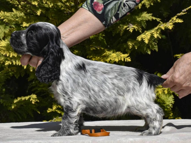 English Cocker Spaniel puppy for sale