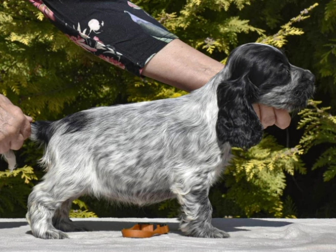 English Cocker Spaniel puppy for sale