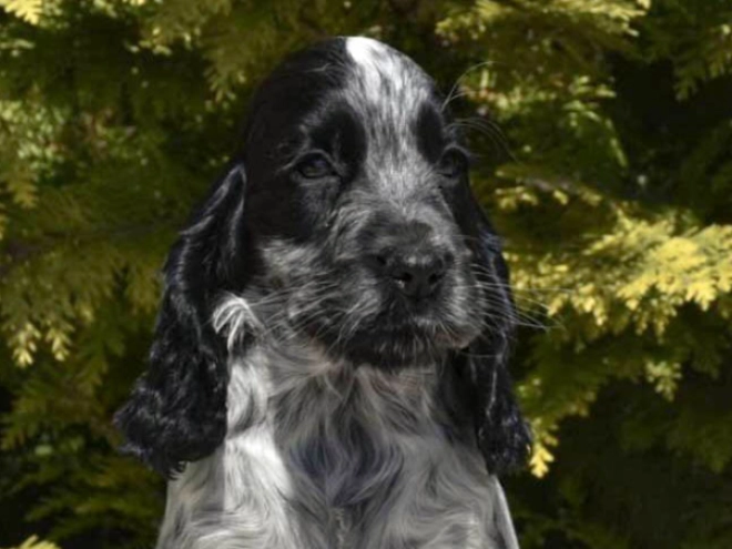 English Cocker Spaniel puppy for sale