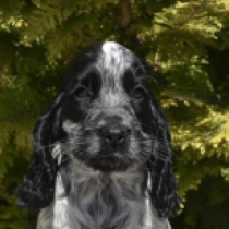 Perros Cocker Spaniel Inglés en venta