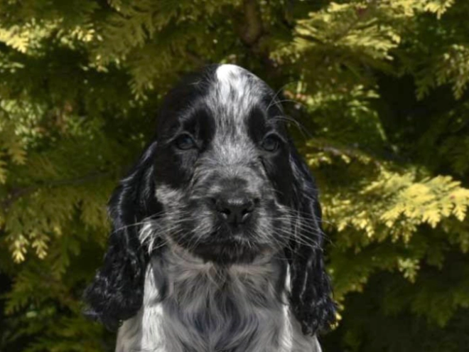 English Cocker Spaniel puppy for sale
