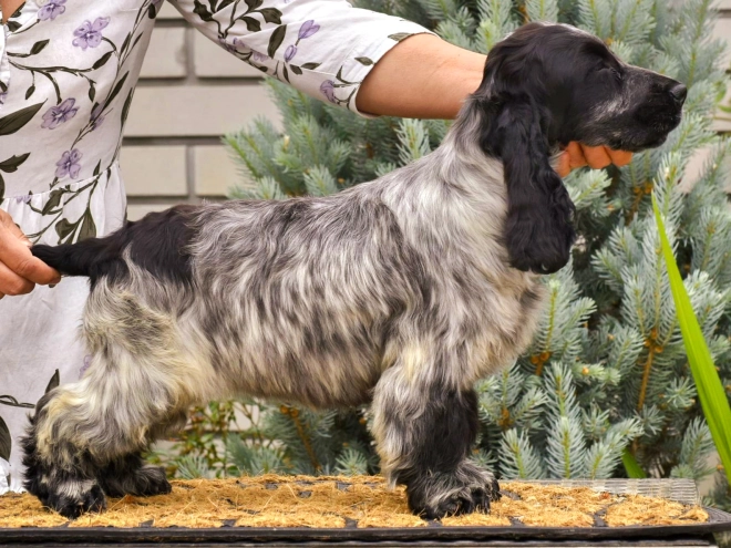 English Cocker Spaniel puppy for sale