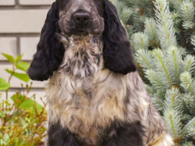 English Cocker Spaniel puppy for sale