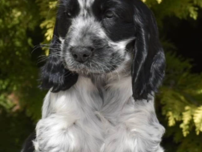 English Cocker Spaniel puppy for sale