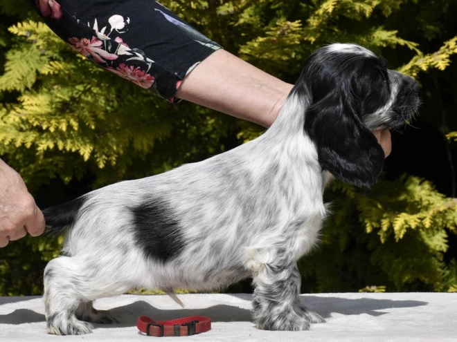 English Cocker Spaniel puppy for sale