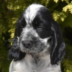 English Cocker Spaniel puppy for sale