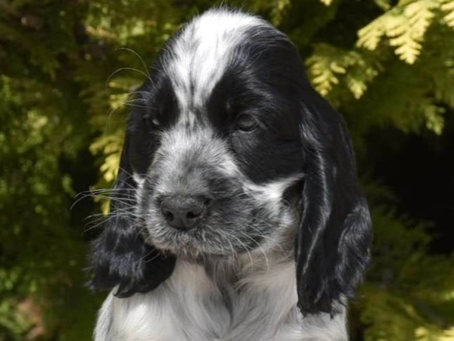English Cocker Spaniel puppy for sale
